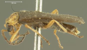 Media type: image;   Entomology 3396 Aspect: habitus lateral view